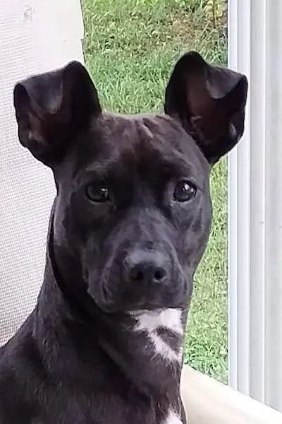 Meet Sage: The Pup Behind FurrBaby Necessities FurrBaby Necessities