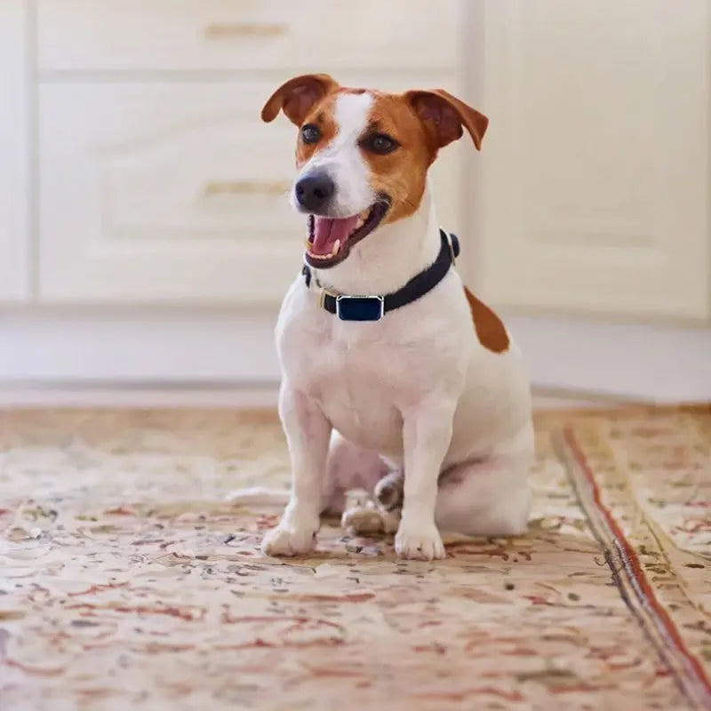 G12 Smart GPS pet tracker: Mini, waterproof, anti - loss collar for dogs & cats