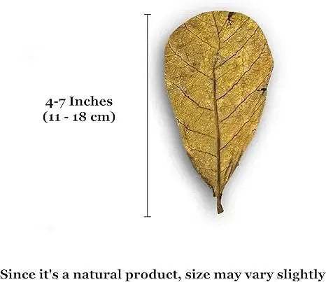 SunGrow Leaf Litter for Snakes, Indian Almond Catappa Leaves Substrate Maintain Humidity in Corn Snake and Ball Python Terrarium, Reptile Tank Decor Accessories by SunGrow