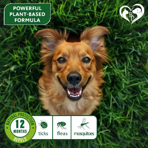 Flea & Tick Collar for Dogs 6-Month Protection Essential Oil 2 Count by Zamzamas