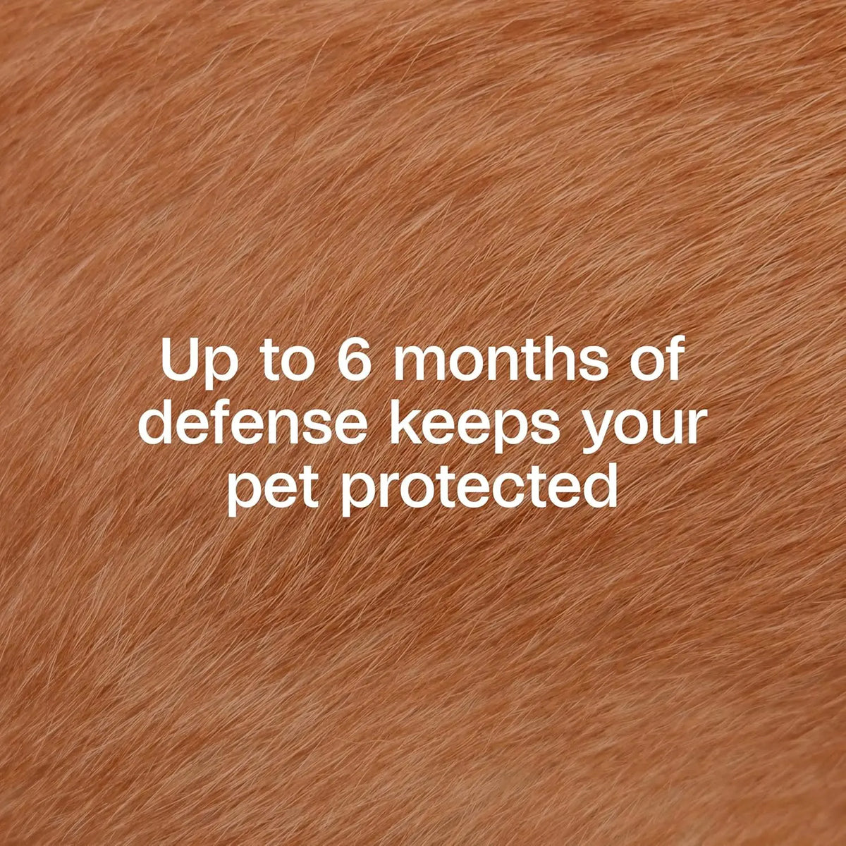 Adams Plus Flea & Tick Collar for Dogs & Puppies One Size Fits All 2-Count Paw and Tail Supply