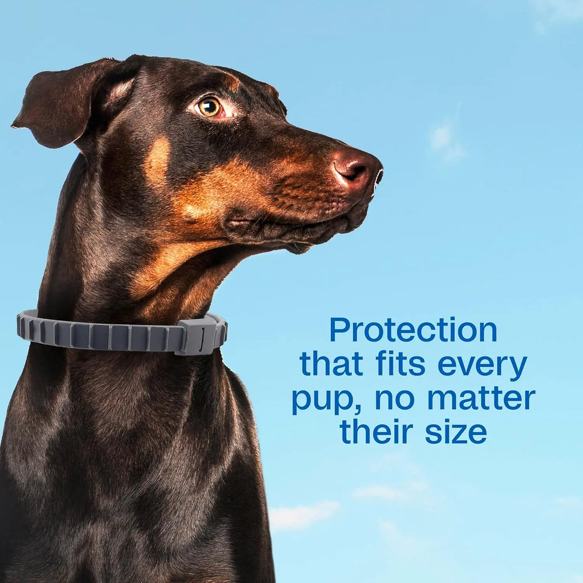 Adams Plus Flea & Tick Collar for Dogs & Puppies One Size Fits All 2-Count Paw and Tail Supply