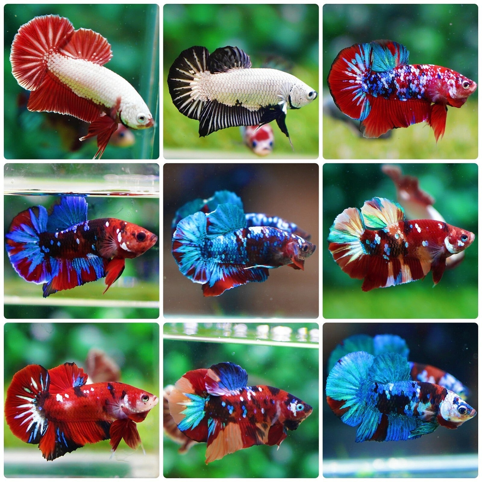 Betta Giant
