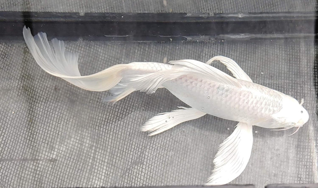 Butterfly koi