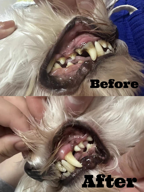 Anesthesia-Free Pet Dental Cleaning Kit: Professional Ultrasonic Tartar Remover & Electric Toothbrush for Dogs & Cats by Dr. Milou® Dr. Milou