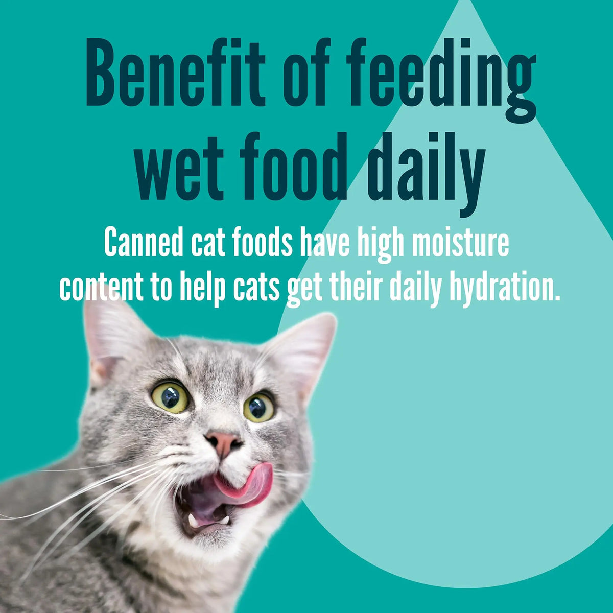 A Strong Heart 3oz Wet Cat Food