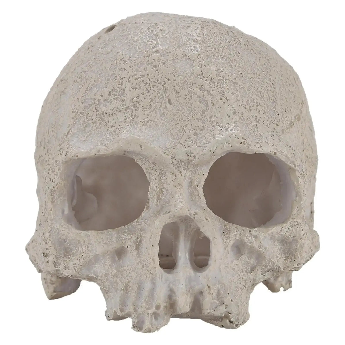 TkoYuHm Resin Reptile Hideout for Tank Realistic Skull Decor for Terrarium White Decorative Skeleton Head Hides and Caves for Fish Ball Python Axolotl Tarantula by TkoYuHm