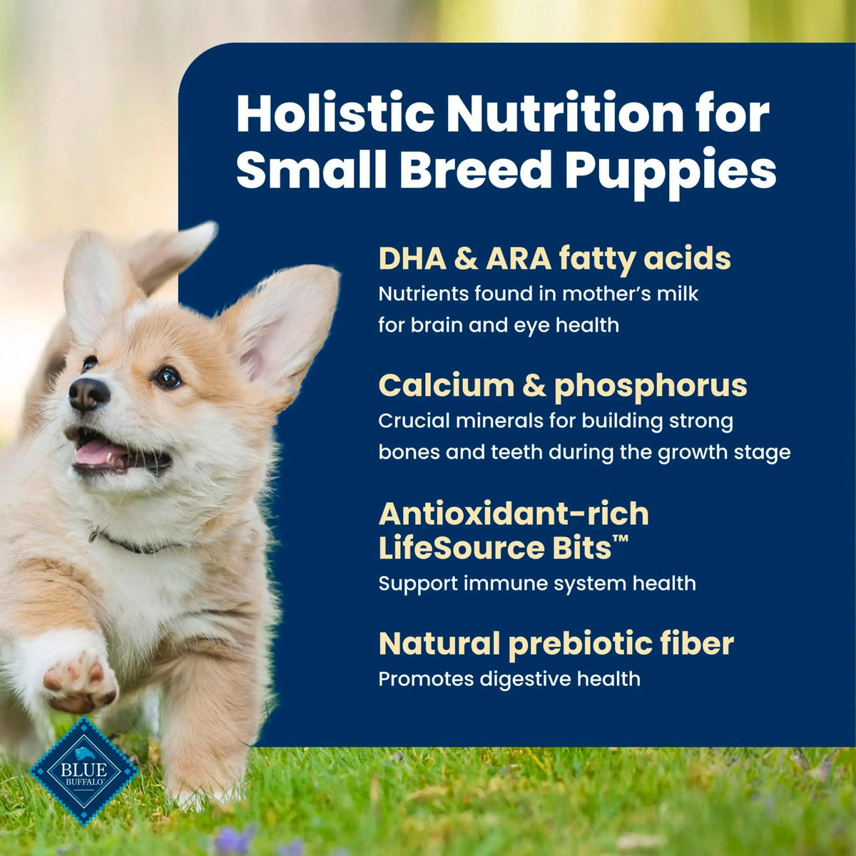 Blue Buffalo Life Protection Formula Small Dry Bag Dog Puppy Cognitive Development