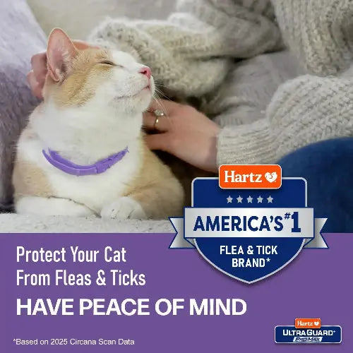 Hartz UltraGuard Flea & Tick Collar for Cats I 14 Months Protection by Hartz