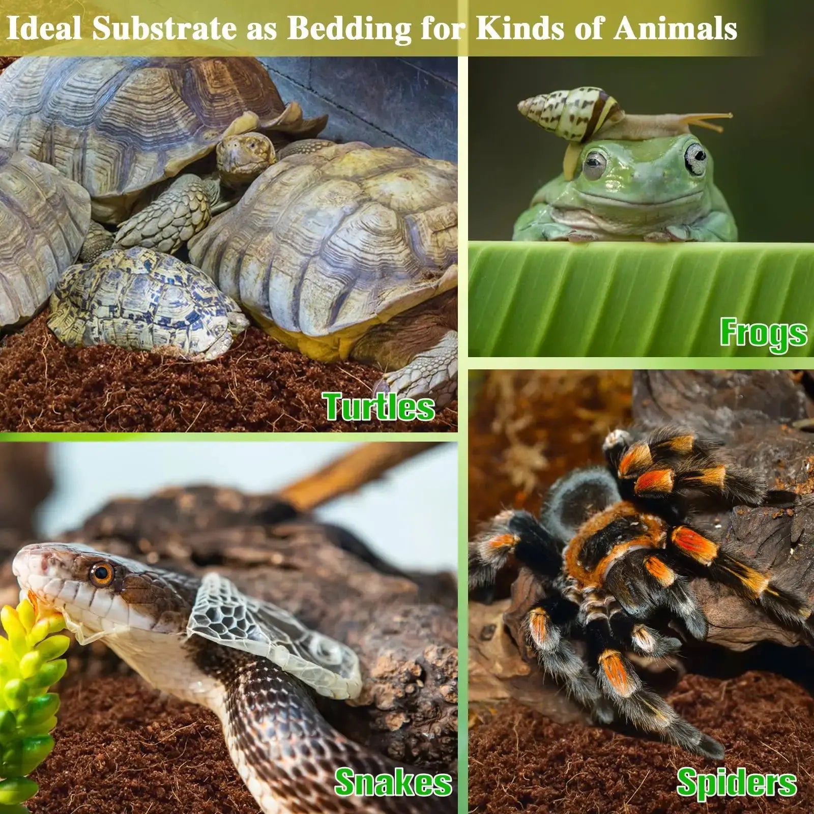 ZeeDix Coconut Fiber Substrate, 100% Organic Coconut Husk Coco Coir Brick Terrarium Bedding for Reptiles, Tortoise, Bearded Dragon, Leopard Gecko, Snake, Hermit Crabs, Frogs, Tarantula by ZeeDix