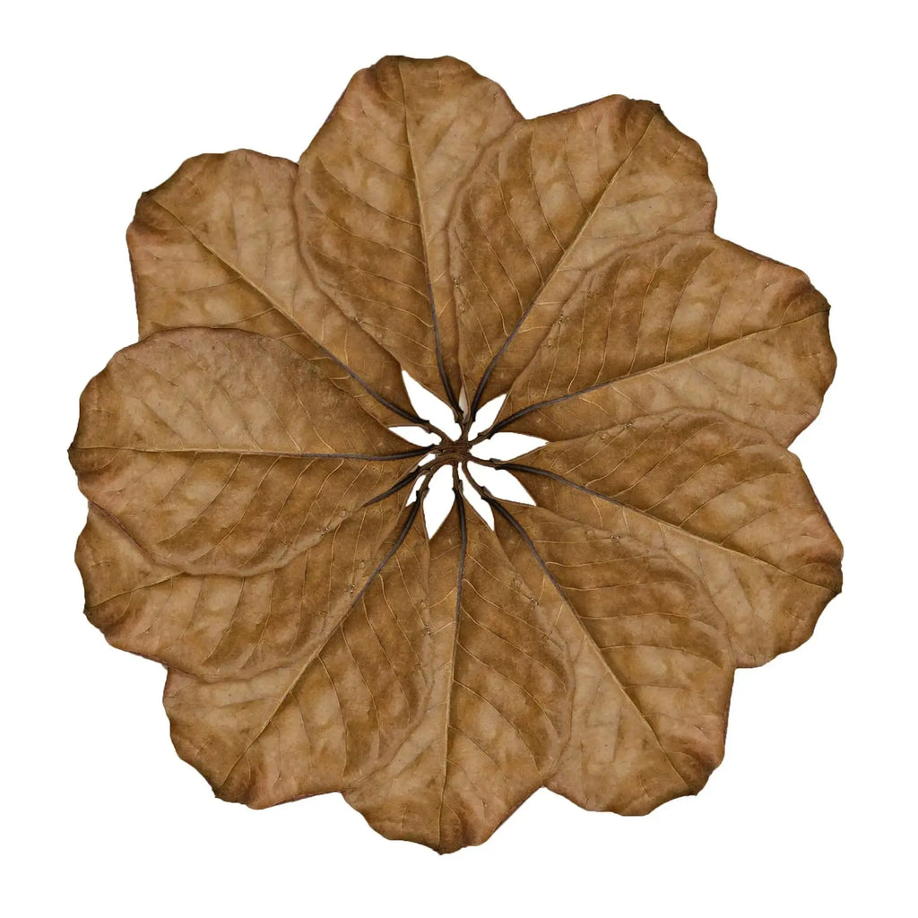 SunGrow Leaf Litter for Snakes, Indian Almond Catappa Leaves Substrate Maintain Humidity in Corn Snake and Ball Python Terrarium, Reptile Tank Decor Accessories by SunGrow
