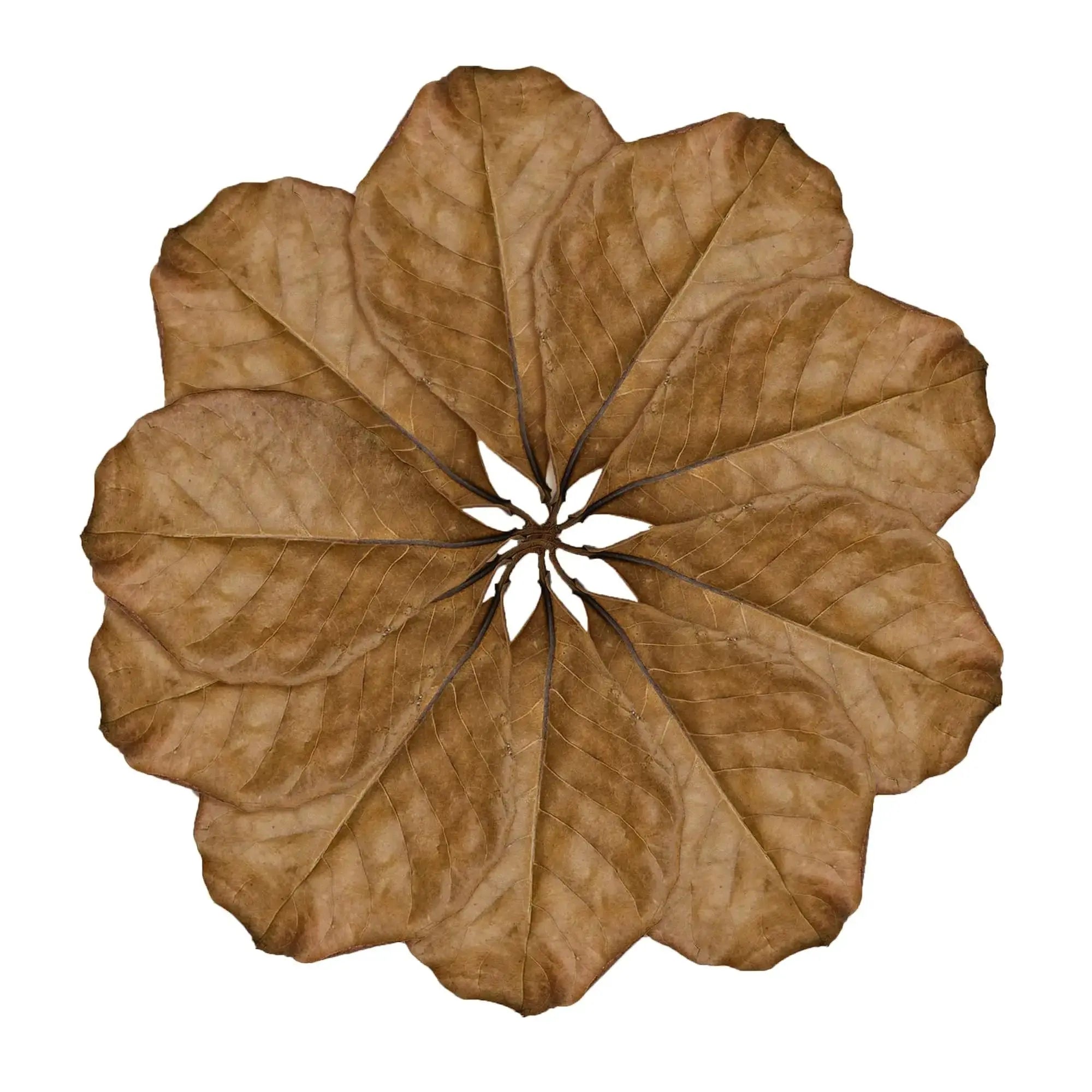 SunGrow Leaf Litter for Snakes, Indian Almond Catappa Leaves Substrate Maintain Humidity in Corn Snake and Ball Python Terrarium, Reptile Tank Decor Accessories by SunGrow