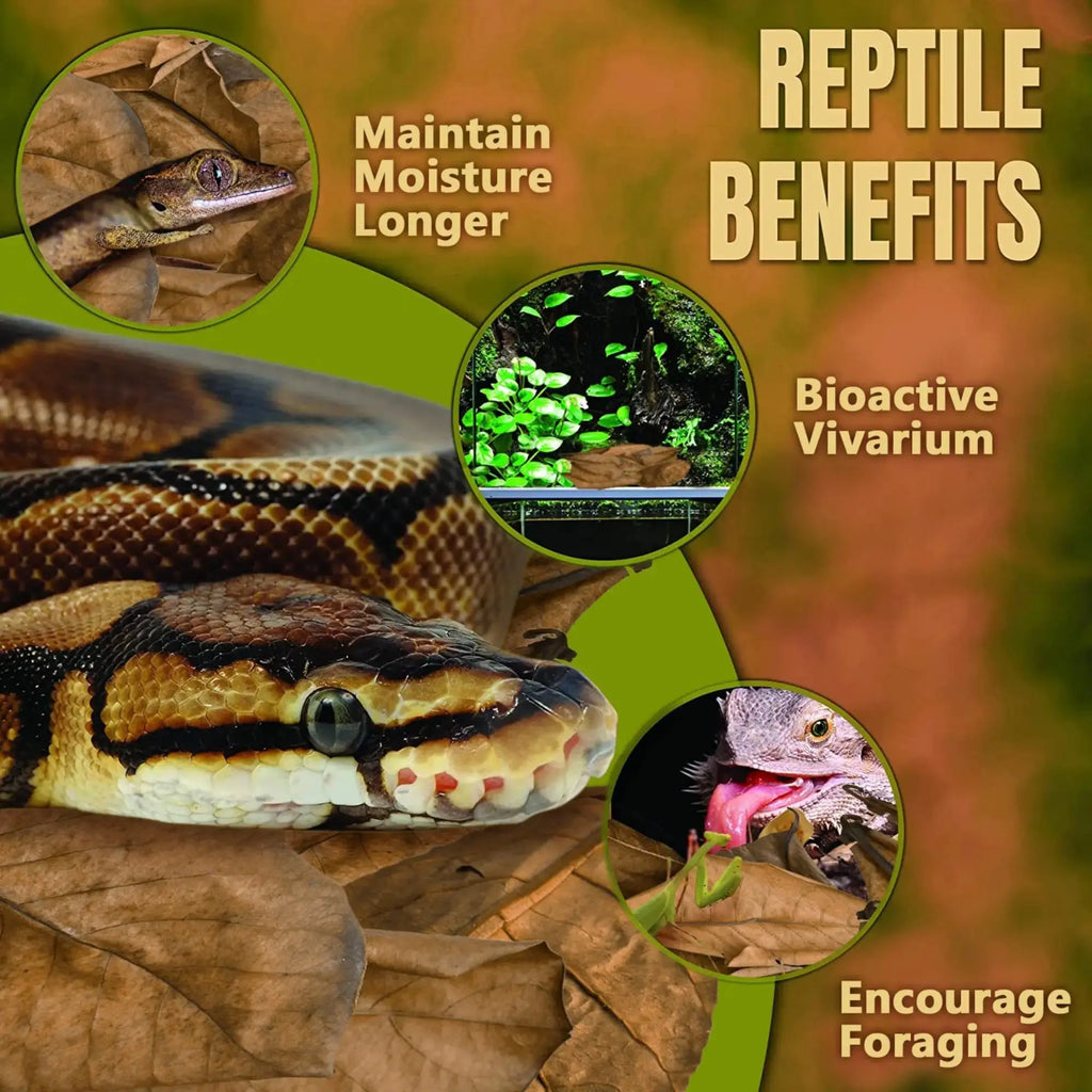 SunGrow Leaf Litter for Snakes, Indian Almond Catappa Leaves Substrate Maintain Humidity in Corn Snake and Ball Python Terrarium, Reptile Tank Decor Accessories by SunGrow