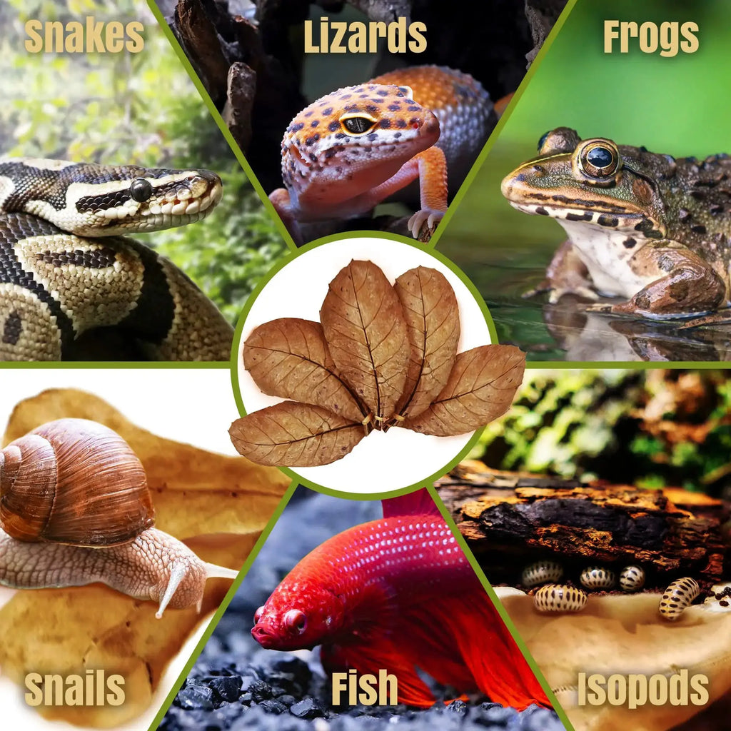 SunGrow Leaf Litter for Snakes, Indian Almond Catappa Leaves Substrate Maintain Humidity in Corn Snake and Ball Python Terrarium, Reptile Tank Decor Accessories by SunGrow
