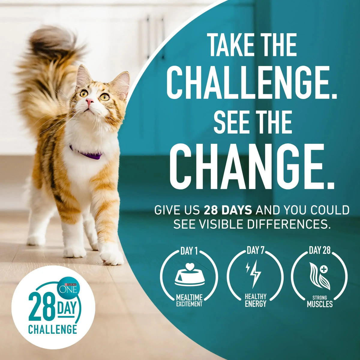 Purina ONE High Protein, Natural Senior Dry Cat Food, Indoor Advantage Senior+ - 16 lb. Bag Purina ONE