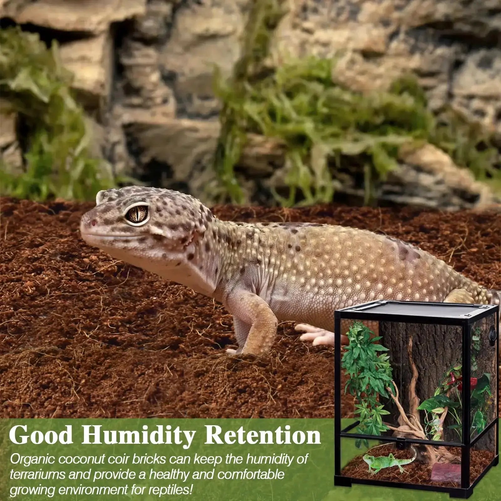 ZeeDix Coconut Fiber Substrate, 100% Organic Coconut Husk Coco Coir Brick Terrarium Bedding for Reptiles, Tortoise, Bearded Dragon, Leopard Gecko, Snake, Hermit Crabs, Frogs, Tarantula by ZeeDix