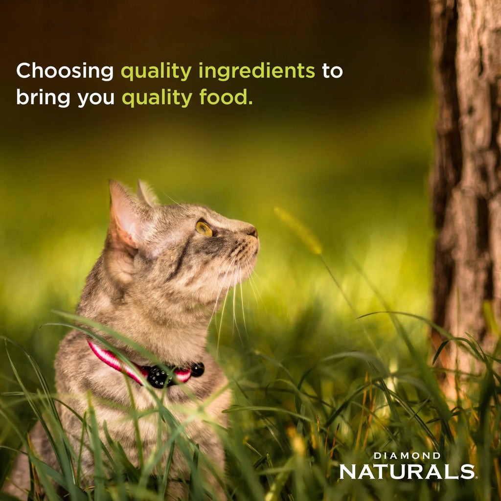DIAMOND NATURALS High Protein Premium Formulas Dry Cat Food with Superfoods and Antioxidants - FurrBaby Necessities