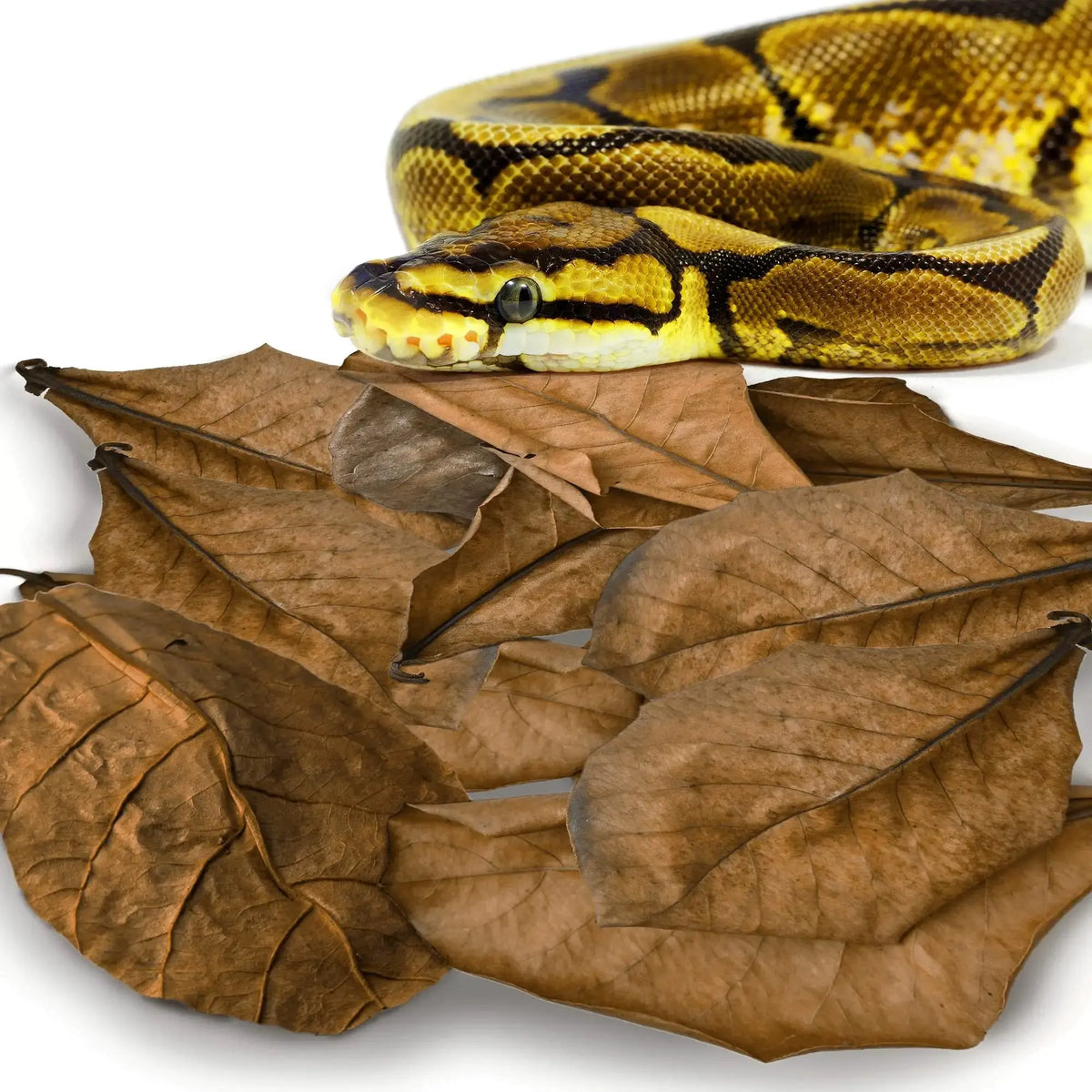 SunGrow Leaf Litter for Snakes, Indian Almond Catappa Leaves Substrate Maintain Humidity in Corn Snake and Ball Python Terrarium, Reptile Tank Decor Accessories by SunGrow