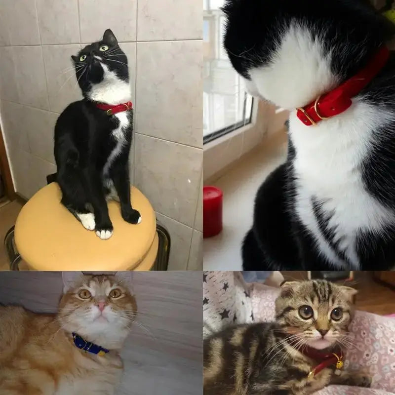 Luxury Velvet Buckle Cat Collar Adjustable Breakaway Safety Design - FurrBaby Necessities