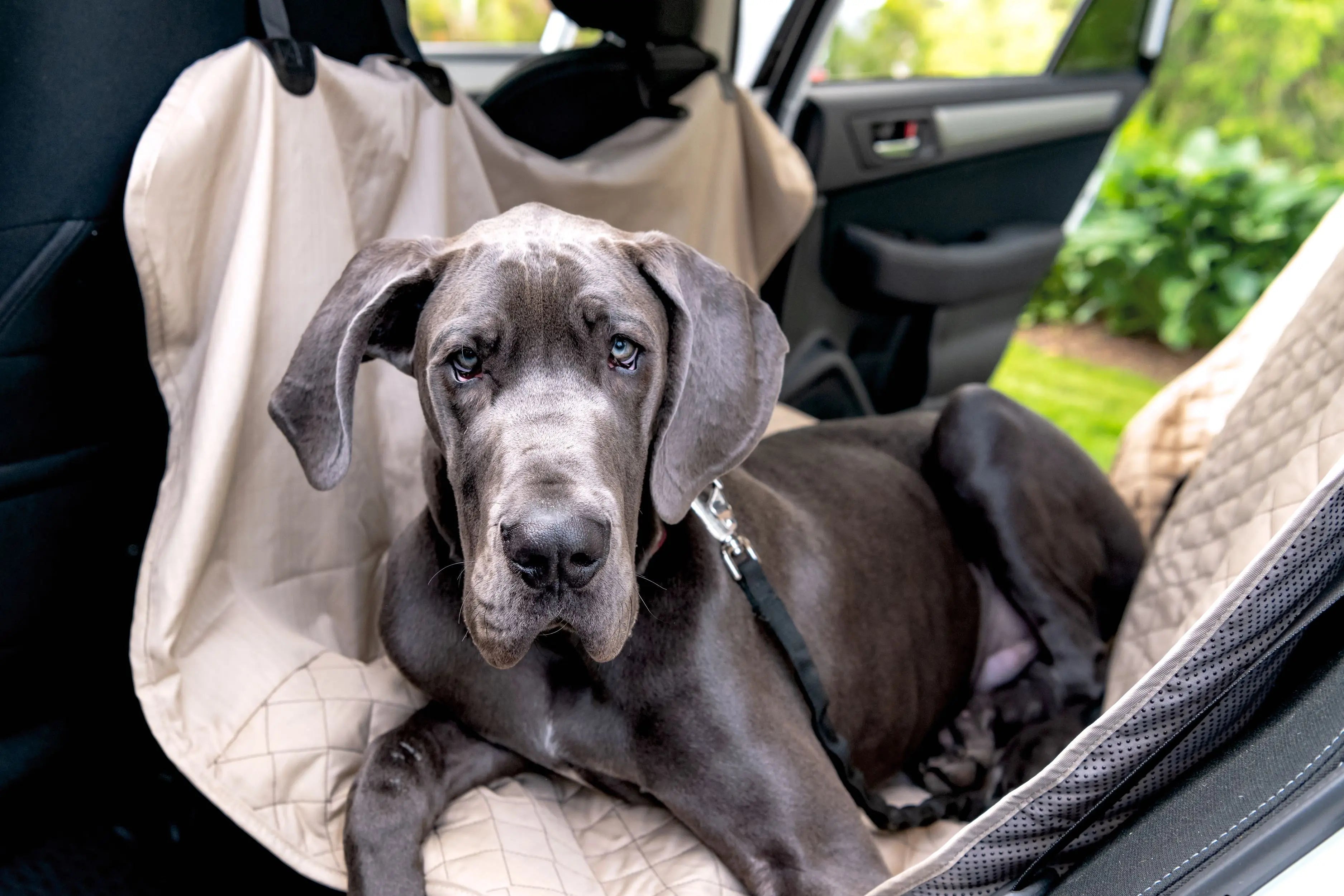 TuffutLuxx® Vehicle Protectors for Travel HuggleHounds