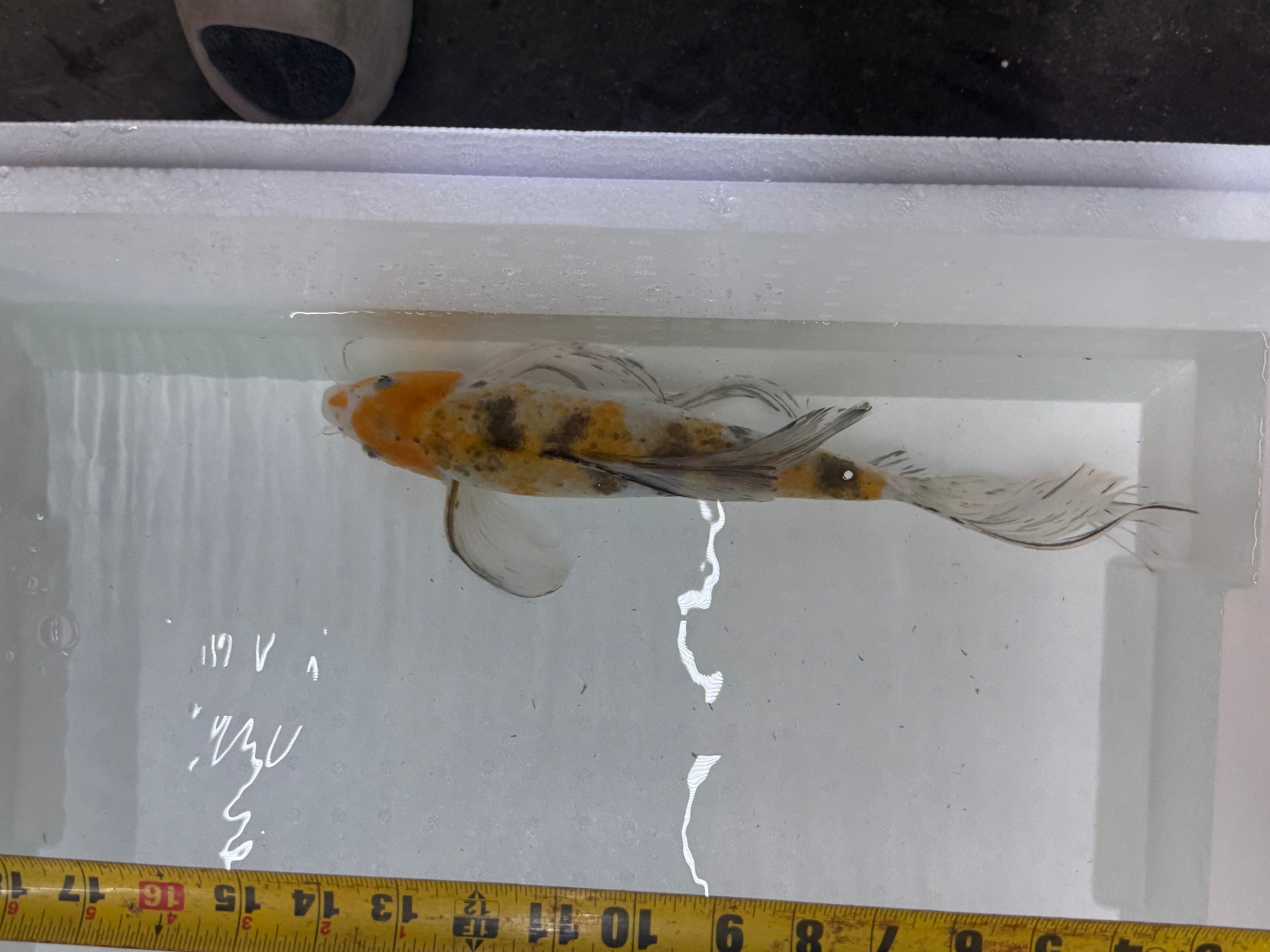 Butterfly koi