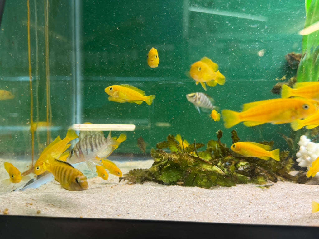 Chindongo saulosi Mbuna German Blood (Juveniles 2")