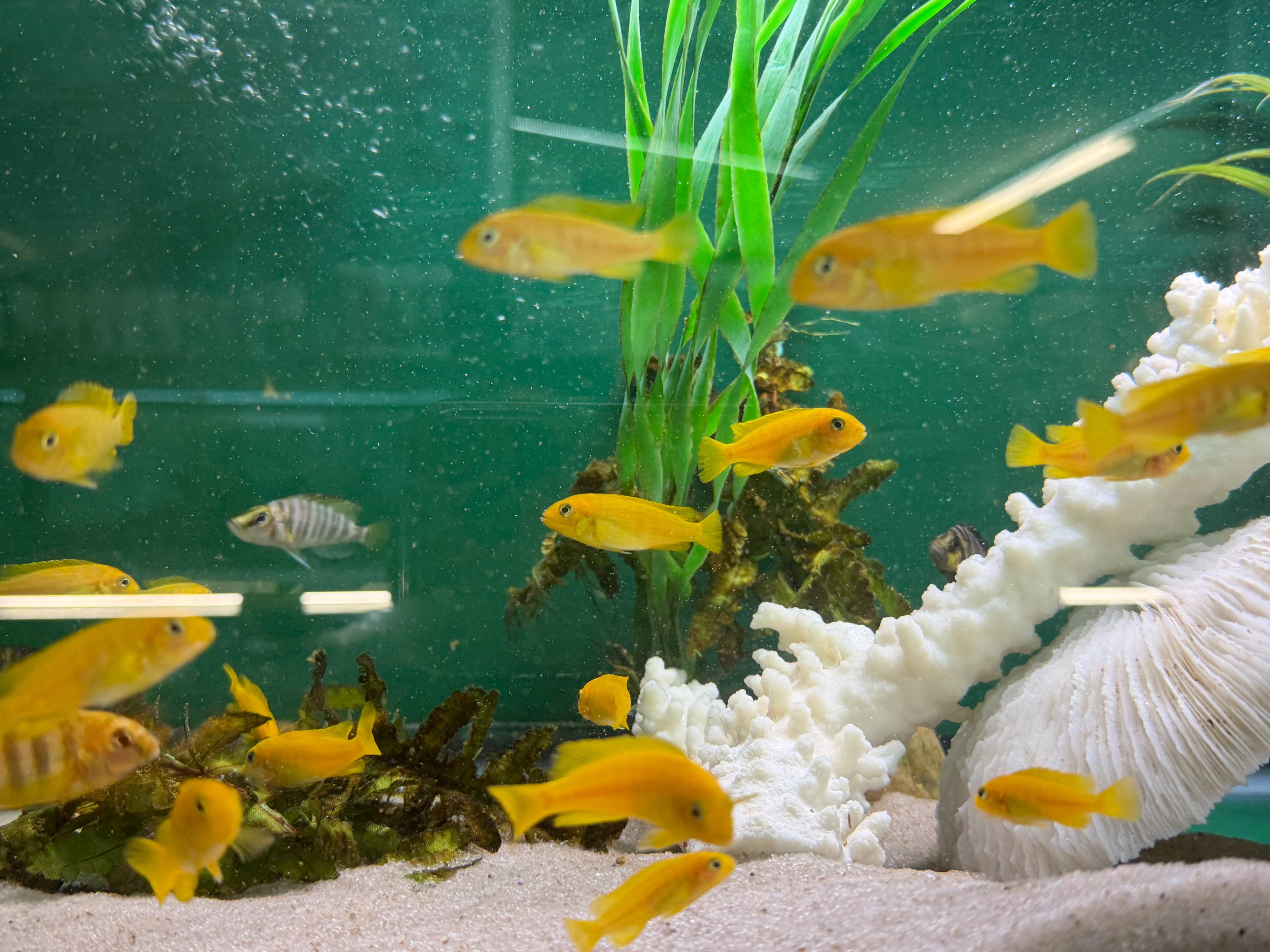 Chindongo saulosi Mbuna German Blood (Juveniles 2")