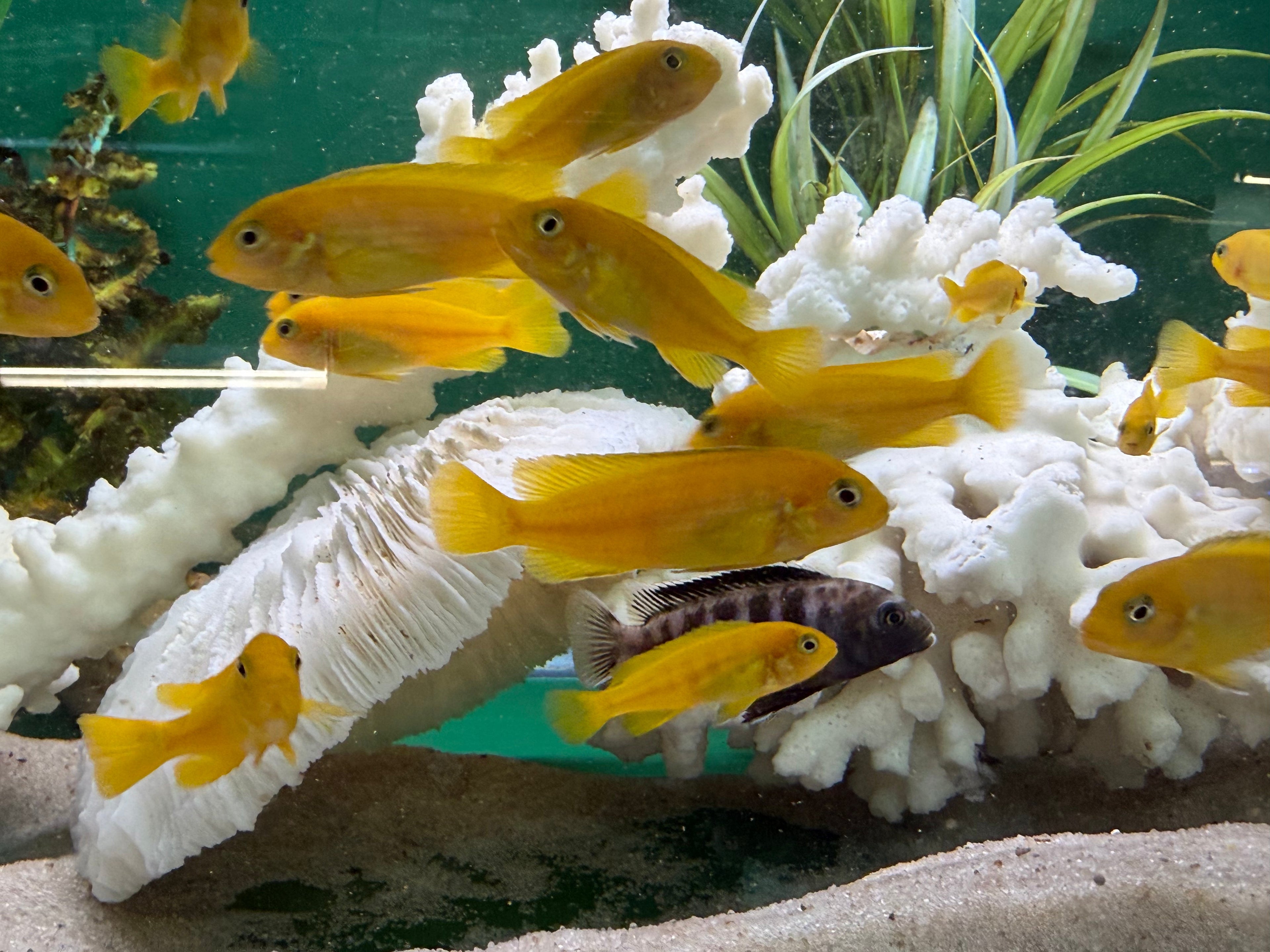 Chindongo saulosi Mbuna German Blood (Juveniles 2")