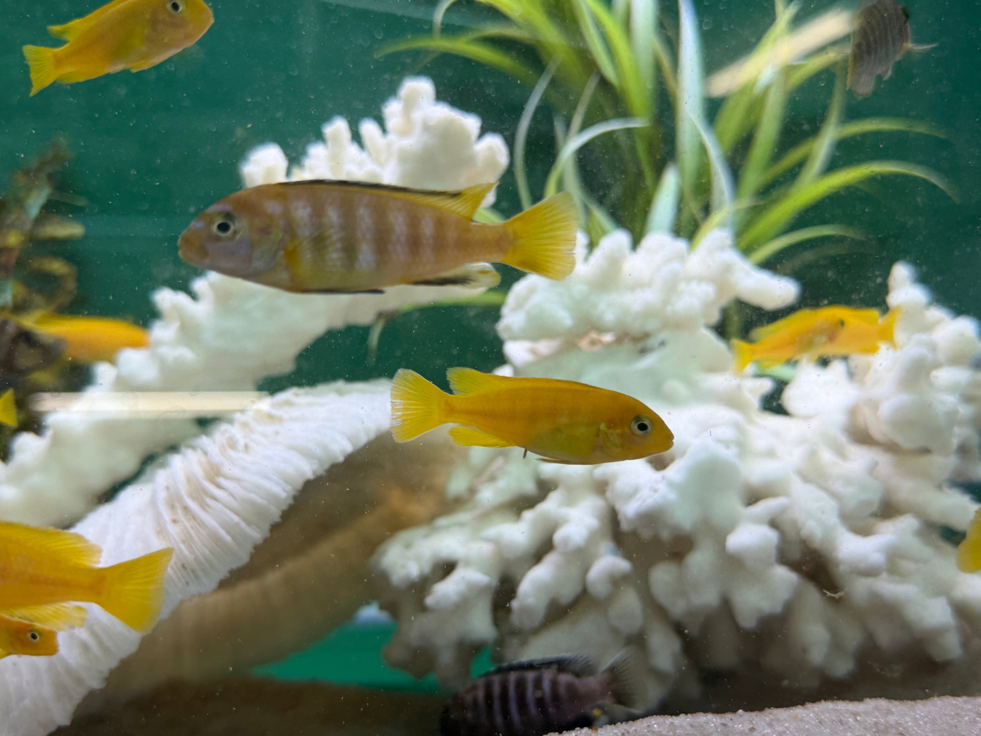 Chindongo saulosi Mbuna German Blood (Juveniles 2")