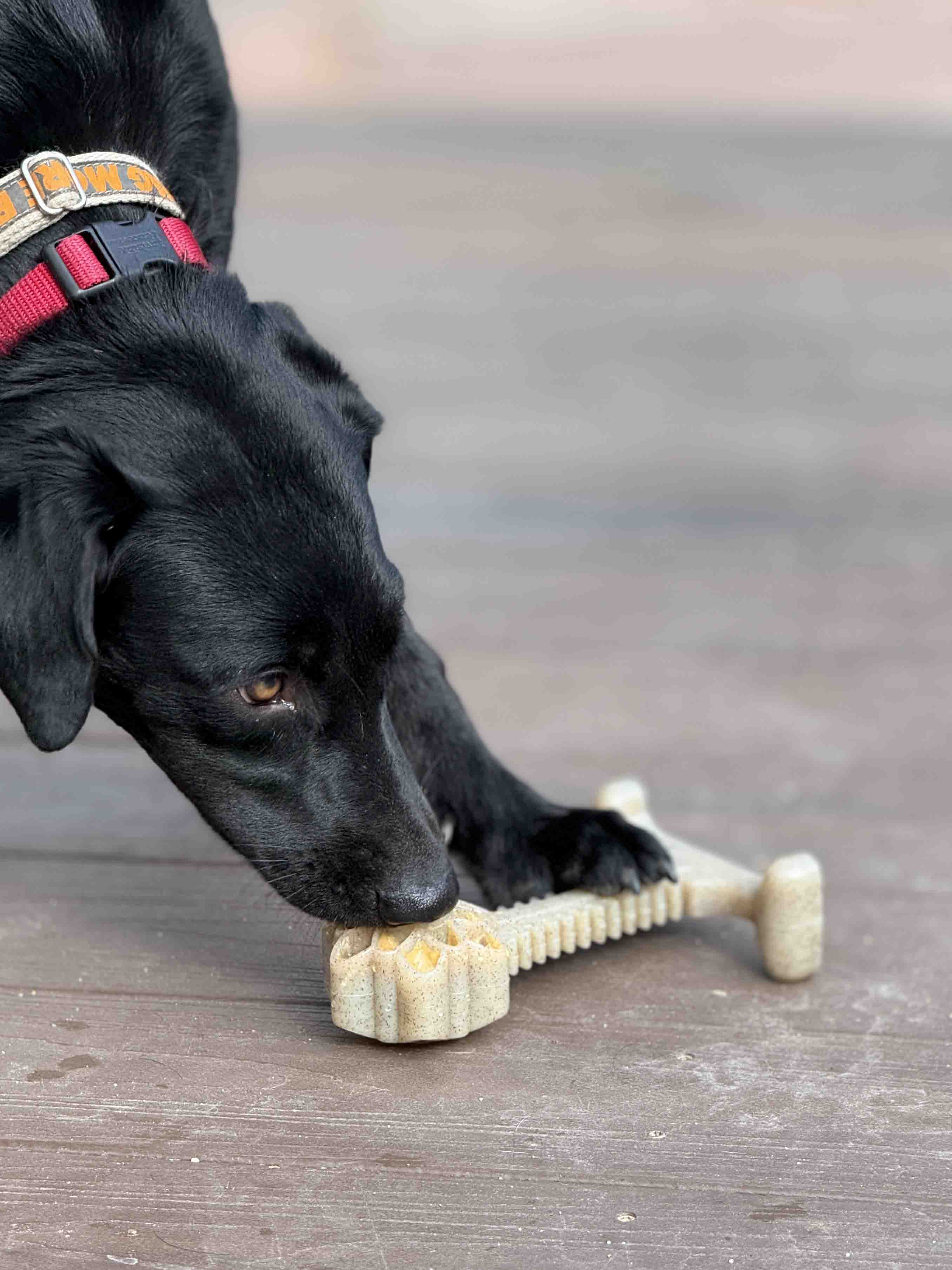 Honey Bone Dental Flower Tower - Indestructible Nylon Dog Chew Toy XL | USA