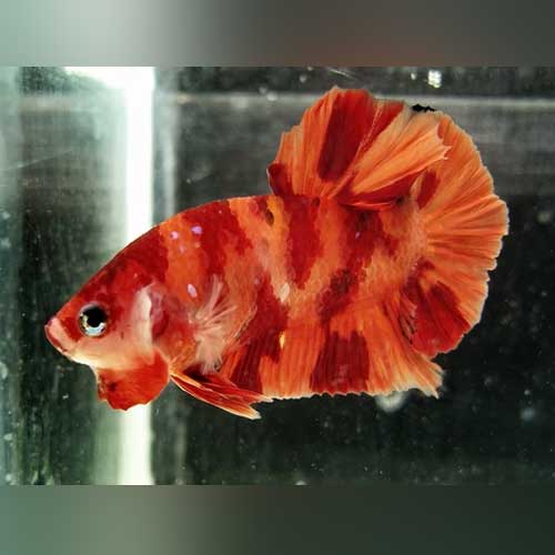 Betta Nemo (Male)