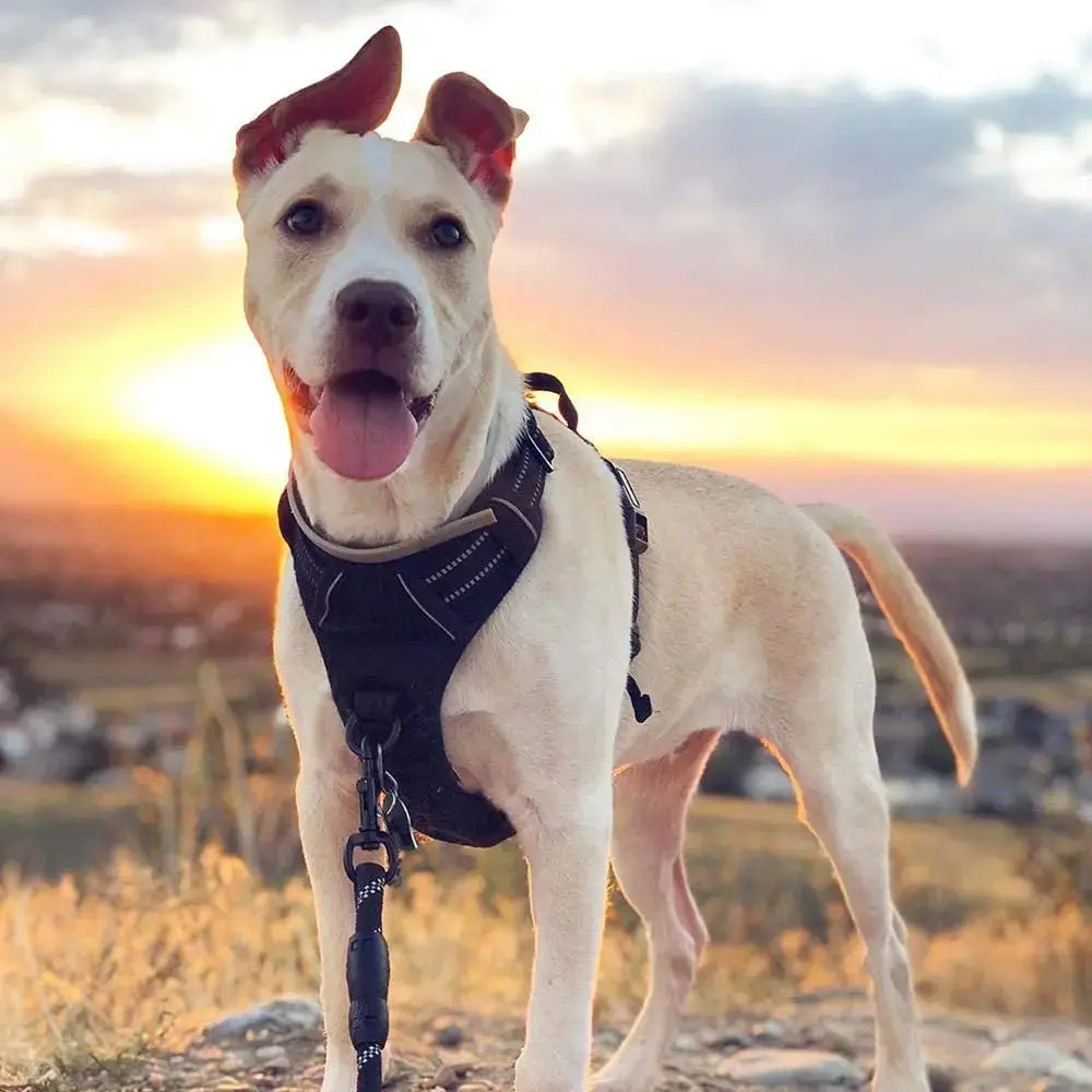 No Pull Dog Harness Reflective Adjustable Oxford Vest Dogs Control (All Sizes) Wags & Whiskers Pet Supply
