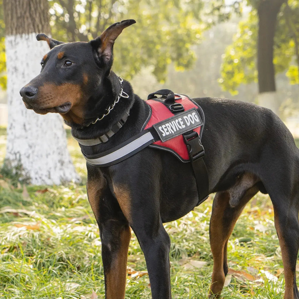 Chest Strap Dog Vest Harness for Medium and Large Dogs, Border Collie, Golden Retriever, Explosion-Proof Dog Harness - FurrBaby Necessities