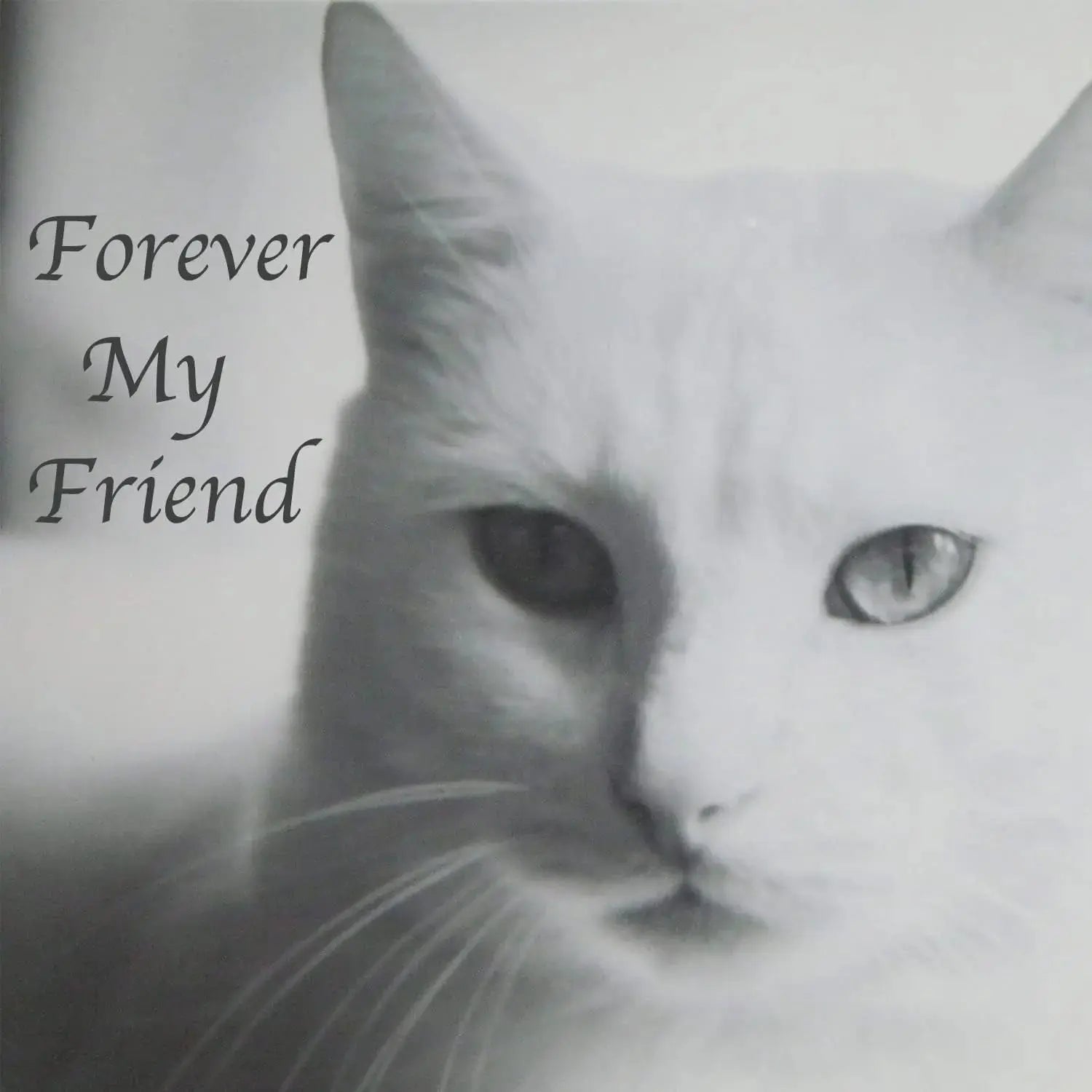 Stainless Steel Pet Memorial Urn for Cats & Small Dogs with Secure Lid Keepsake Wags & Whiskers Pet Supply