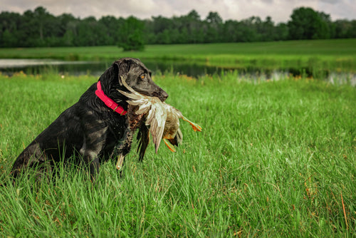 Barrows Dog Collar - Pink Barrows Outdoor
