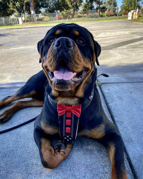 Bestia ''Bowtie'' leather harness Bestia Dog Gear