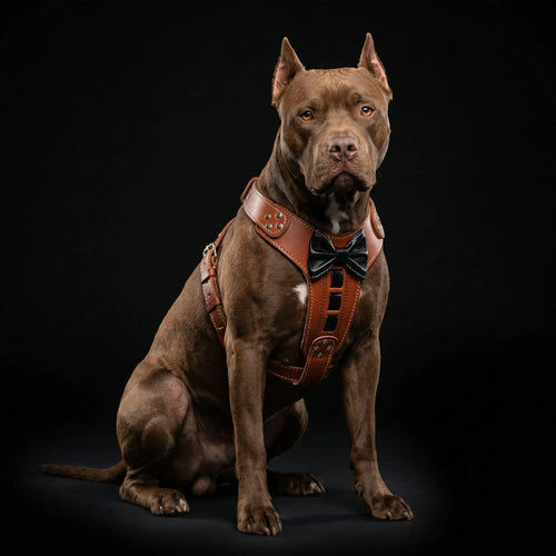 Bestia ''Bowtie'' leather harness Bestia Dog Gear