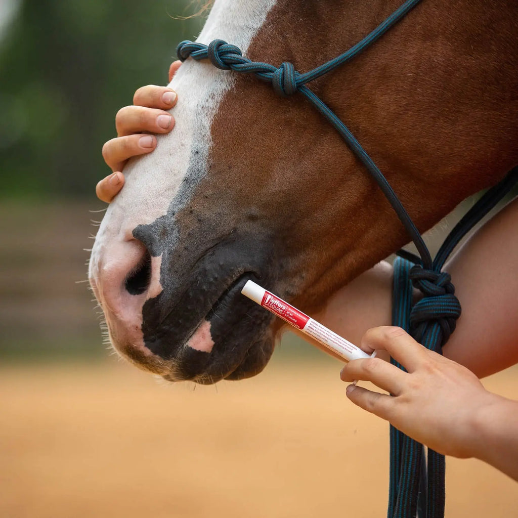 Jeffers Ivermectin Horse Dewormer Gel, Apple Flavored - FurrBaby Necessities