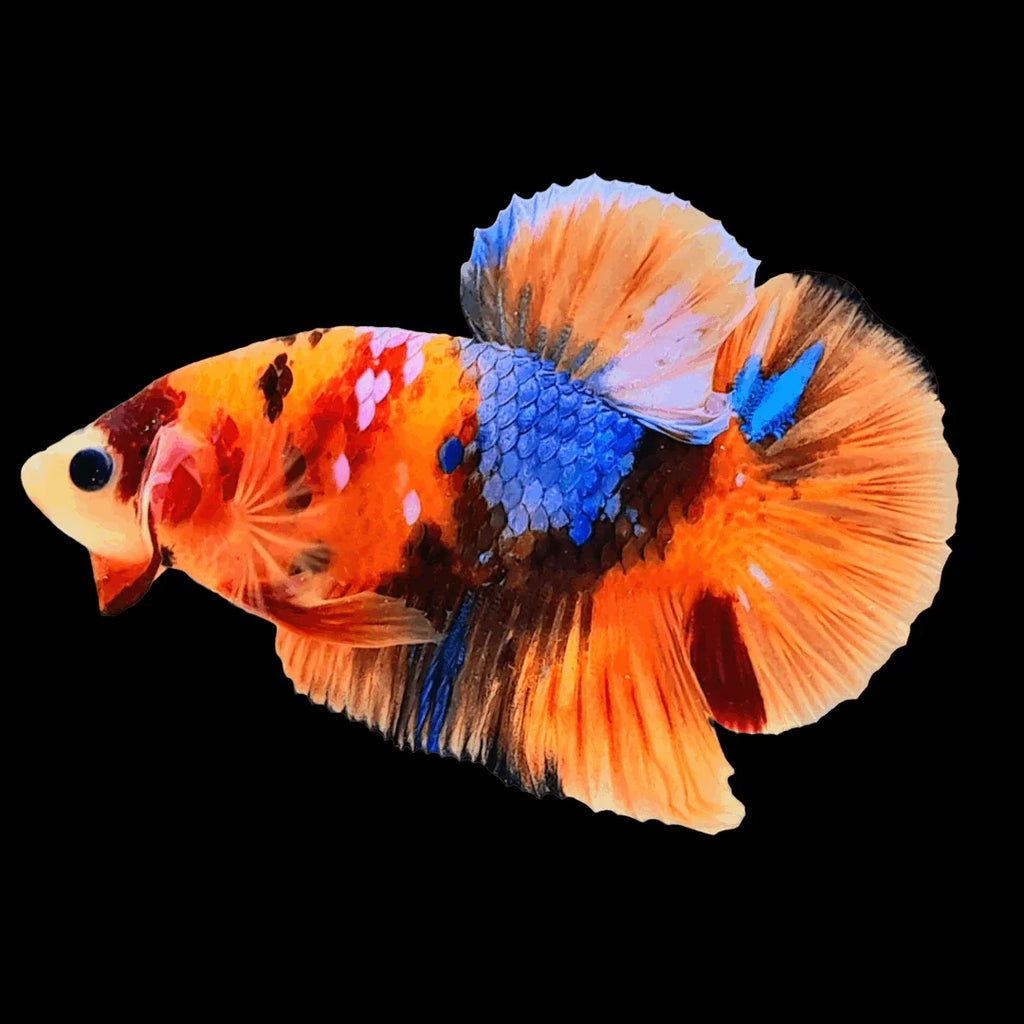 Betta Nemo (Male)