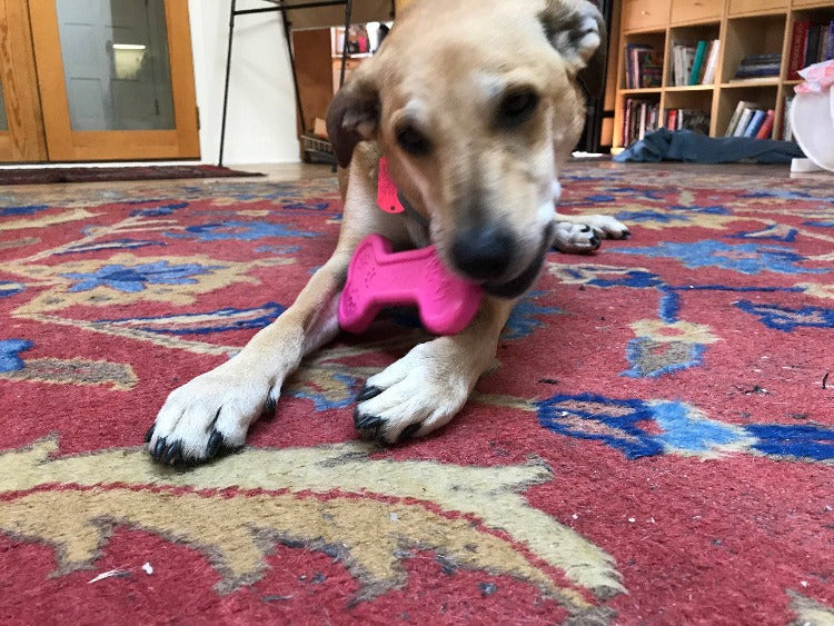 Bone eChew Ultra Durable Nylon Dog Chew Toy for Aggressive Chewers | USA Made